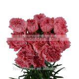 Big Muma Pink Carnation Flower High Grade Fresh Cut Flowers Wholesale From China Supplier thumbnail-5
