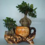 ficus ginseng microcarpa mini potted bonsai tree Taiwan Ficus Banyan Fig Indian Laurel Fig indoor ornamental plants