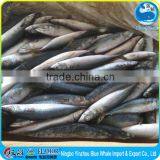 Small Size Sea Frozen Pacific Mackerel
