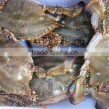 Wholesale Frozen Whole Fresh Blue Swimming Crab