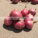 50mm Size Red Onion thumbnail-2