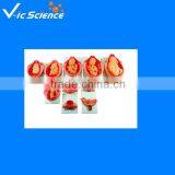 The Fetal Development Course of Pregnancy Model Human Model With Best Price