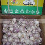 2016 Fresh Garlic Supplier thumbnail-6
