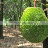 Jackfruit Exporter thumbnail-1