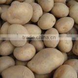 Professional Potato Supplier of Fresh Potato