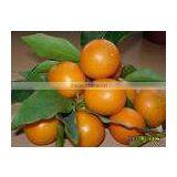 Fresh Orange thumbnail-1