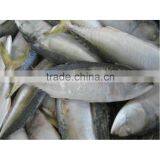 High quality Ice indian mackerel