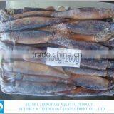 Frozen Illex Argentinus Squid thumbnail-2