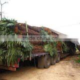 Trachycarpus Fortunei Lorry thumbnail-1