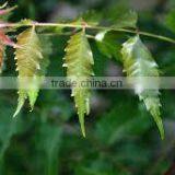 Azadirachta Indica thumbnail-1