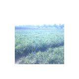 Sell Ginger thumbnail-1