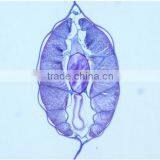 High Quality Zoology Slides ,high Quality Animal Slides thumbnail-6