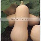 NG Thick Flesh and Small Cavity Hybrid Squash Seeds
