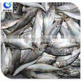 fresh frozen fish frozen yellow tail horse mackerel fish