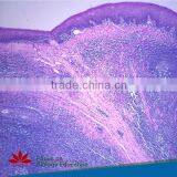 Individual Slides You Can Choose From Survey Medical Human Pathology Histology Tissue Microscope Prepared Slides thumbnail-5