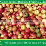 Chinese Red Apple