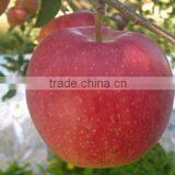 Japanese Various Delicious Apples thumbnail-4