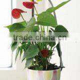 3w Desktop LED Grow Light for Indoor Flower Pot thumbnail-2