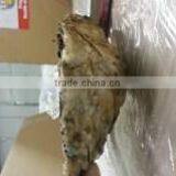 Live Pacific Oyster thumbnail-3