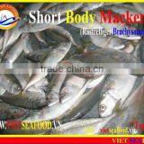 FROZEN SHORT BODY MACKEREL WHOLE ROUND thumbnail-2