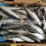 BQF Land Frozen Mackerel Lamp Catching thumbnail-2