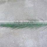 Cana Leaf Preserved thumbnail-1