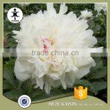 MY TEST Herbaceous Peony Plant Root thumbnail-1