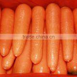 High Quality Chinese Fresh Carrots With Good Price thumbnail-2
