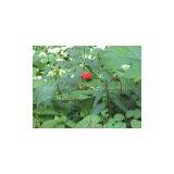 Panax Ginseng Extract thumbnail-2