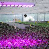 CILDY Led High Power High Lumen 650w Led Grow Light 18 for Hydroponic Grow Room Tent,agricultural Greenhouses Used thumbnail-5