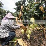 Breathable Mango Protection Bags/mango Protection Cover thumbnail-5