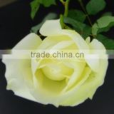 Natural Tineke ivory rose flower head garland