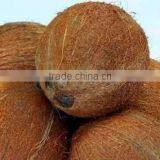 Full Husked Coconuts thumbnail-1