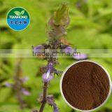 Coleus Forskohlii Extract of High Quality