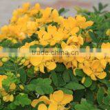 Cassia Bicapsulafis, Flower Seed,herb Seed,vegetalbe Seed,fruit Seed,grass Seed thumbnail-3
