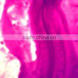 Embryo of Chicken Prepared Slides,embryo Slides thumbnail-3