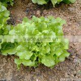 Wholesale Green Fresh Lettuce Yunnan Origin Lettuce thumbnail-5