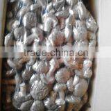 Shiitake Mushroom thumbnail-3