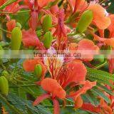 Delonix Regia Grow Bag Trees thumbnail-3