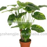 GuangZhou SJ artificial plants/artificial cycas plants