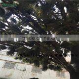LXY072099 Manufacturer Fake Ornamental Foliage Plants Garden Decoration Artificial Pine Tree thumbnail-3