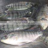 Frozen Tilapia Fillet From Zhejiang of China thumbnail-4