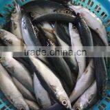 Frozen WR Pacific Mackerel Seafood thumbnail-2