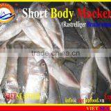 FROZEN SHORT BODY MACKEREL WHOLE ROUND thumbnail-4