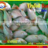 FROZEN W/R RED TAIL TINFOIL BARB thumbnail-4