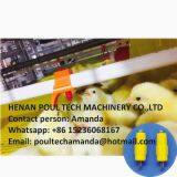 Ethiopia Chicken Farm Plastic Saltted Floor System for Broiler Chicken & Flooring Raising System With Nipple Drinker System & Feeding Pan System in Poultry