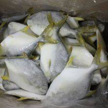 Frozen IQF Golden Pompano /golden Pomfret Fish thumbnail-2