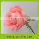 Beautiful lady favorite multicipital big head of roses fresh cut flowers find buyers in foreign country