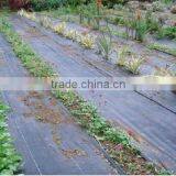 Groud Cover thumbnail-1