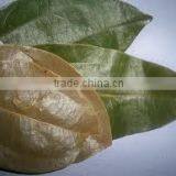 Cinnamon Oil (Cinnamomum Zylanicum) thumbnail-5